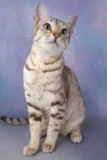 Australian Mist Cat Breeds Purina Australia