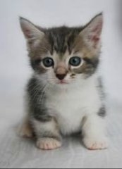 Munchkin Cats For Sale In The United Kingdom Munchkin Cats For Sale In The United Kingdom