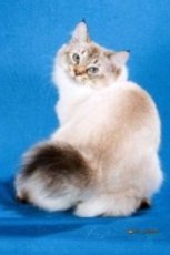 © Larry Johnson of www.johnsonanimalphoto.com american bobtail