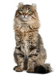 american curl cat