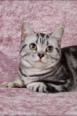 © Theresa Fouche Photography american shorthair