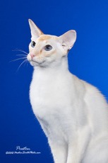 © Preston Smith of www.prestonsmithphoto.com balinese cat