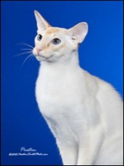 Balinese Cats For Sale