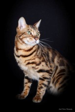 © SarahThexton of www.sarahthextonphotography.com bengal