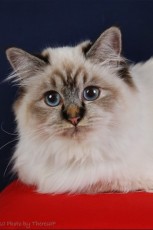 © Theresa Fouche Photography Birman
