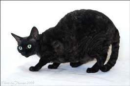 Black+devon+rex+kittens