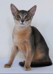 Abyssinian Kittens for Sale