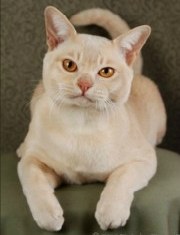 Burmese Breeders. burmese cat