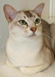 Silver Burmese Cat