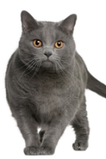 © Eric Isselée | Dreamstime.com chartreux