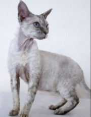Devon+rex+breed+club