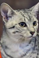 © Irene McCullagh of www.irene-mccullagh.com egyptian mau
