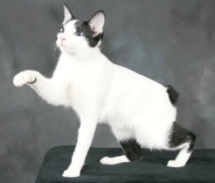 japanese bobtail cat