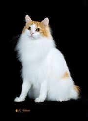 japanese bobtail cat