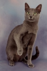 © Robert Fox of www.photopaws.co.uk korat