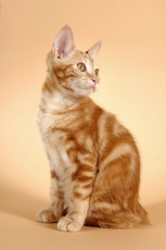 Ira Bachinskaya | Dreamstime.com kurilian bobtail cat