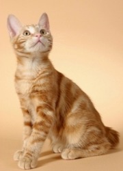 kurilian bobtail cat