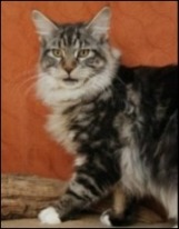 maine coon cat