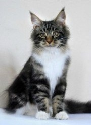 Maine Coon Cat Breeders List