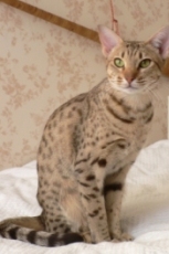 © Lena of Hot Country's Ocicats Sweden www.eriksdal.net/hotcountrys ocicat cat