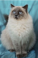 © Irene McCullagh of www.irene-mccullagh.com ragdoll