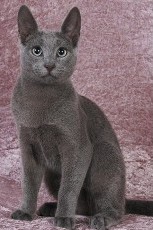 © Theresa Fouche Photography russian blue