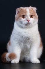 © Andrey Medvedev | Dreamstime.com scottish fold