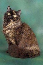 Photos Courtesy of: © Photographers Robert Fox selkirk rex