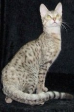 © Karen Sausman, founder of the Serengeti Cat. Visit her website at: www.kingsmarkfarms.com/serengeti/kmshistory.html serengeti