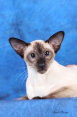 © SarahThexton of www.sarahthextonphotography.com siamese