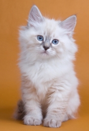 siberian hypoallergenic cats for sale