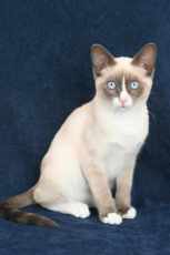 © Tracey Rhodes of Glittakitz - www.glittakitz.co.uk snowshoe cat