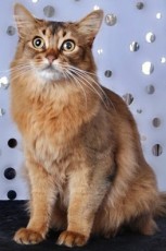 somali cat