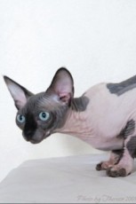 © Theresa Fouche Photography sphynx cat