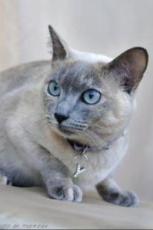 © Theresa Fouche Photography tonkinese cat