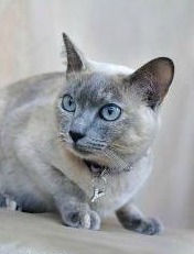 Tonkinese Kittens for Sale