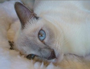 blue point tonkinese cat