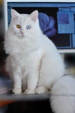 © Irene McCullagh of www.irene-mccullagh.com turkish angora