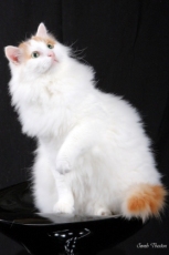 © SarahThexton of www.sarahthextonphotography.com turkish van