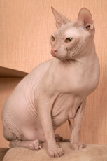 © Sergey Goruppa | Dreamstime.com don sphynx