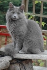 © Bernard Boucher of Chatterie Le Fort del la Bosse Marniere. www.nebelung.fr nebelung