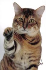 © Photographer Tetsu - Owner & Breeder: Kim Chenault Cat: QGC Jungletrax Koudoutai of KCs JungleBabes www.kcsjunglebabes.com toyger