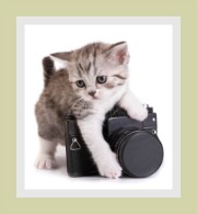 Cat Photo Gallery - Pictures of Cats