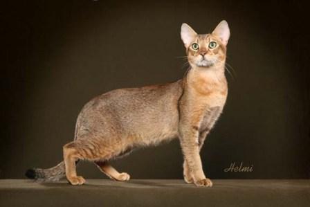 pharaoh cat breed