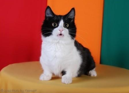 black and white munchkin kitten