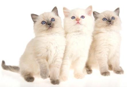 Ragdoll Cats Breed Profile And Facts,Tomato Blight Leaf