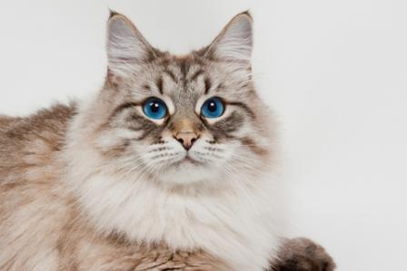 siamese siberian cat