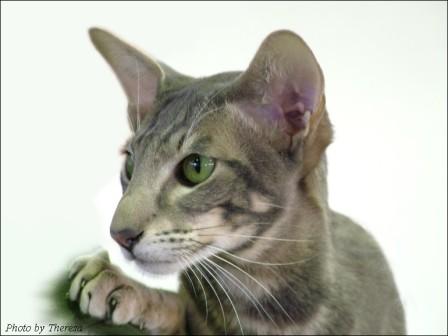 Oriental Shorthair Cat Breed Profile And Facts