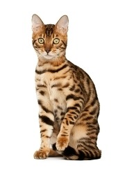 hybrid bengal cat