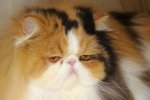 black-tortie bi-colour persian